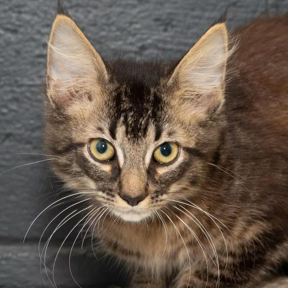 🐱 Playful Young Cats in Troy OH Ready for Adoption - NewsBreak