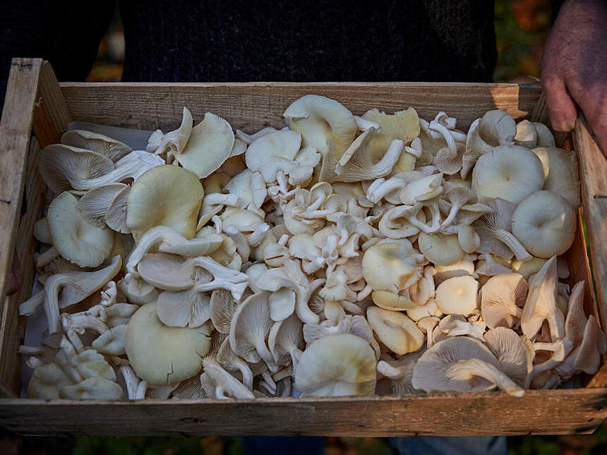 3.4 Million Fine Levied Against Sunnyside Mushroom Farm