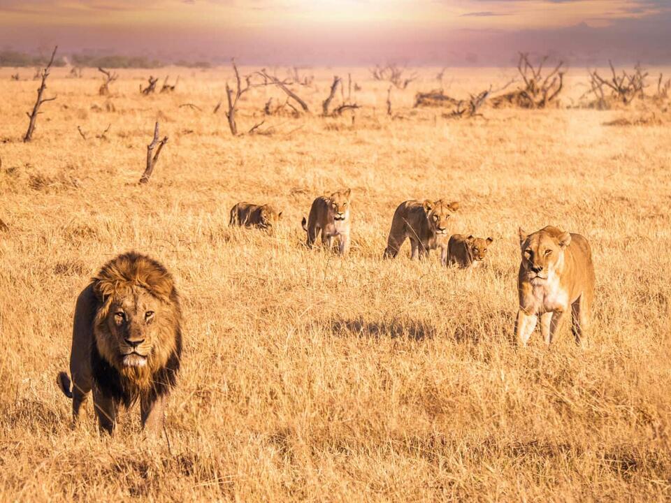 How Tall Are Lions? See Their Height on All Fours and On Hind Legs