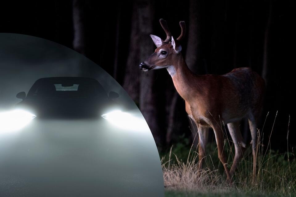 Are Low Beams And Horn Taps Prove More Effective Than High Beams During ...