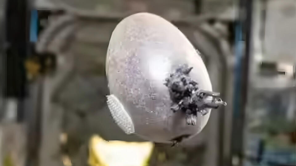 NASA Astronaut's Viral ‘Alien Space Egg' Photo Has a Domestic Twist ...