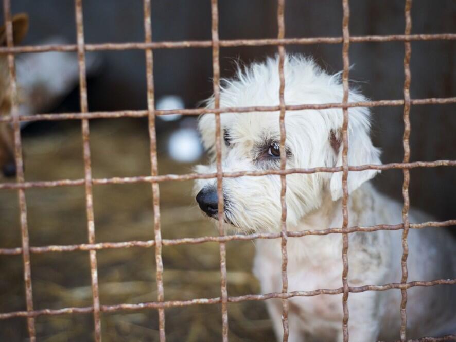 Iowa breeder cited after six puppies die in cold weather