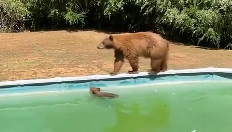 California Mother Bear Gives Her Young Cub A Swim Lesson In Backyard ...