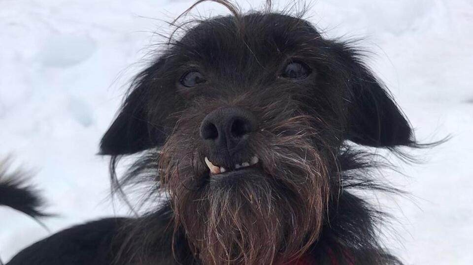“A Face That Will Make You Smile”: Mr. Scruffles Wants to Steal Your ...
