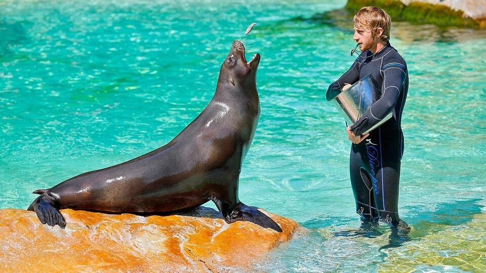 10 Fascinating Marine Animals You Can Spot Off the US Coastlines ...