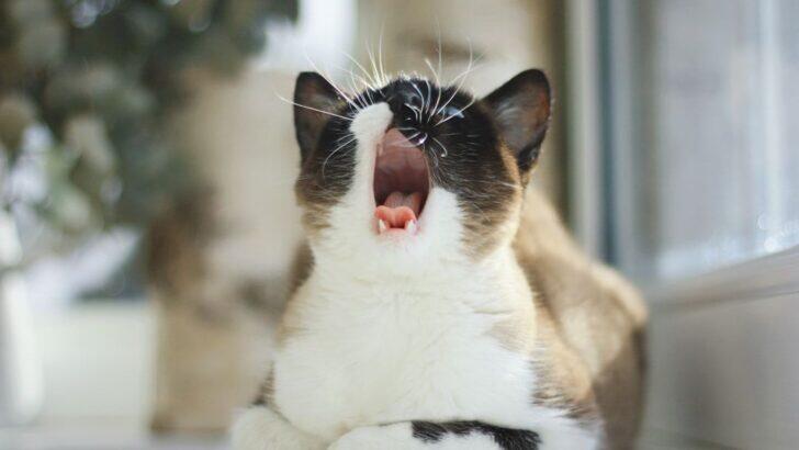 View of 6 Common Sounds Your Cat Makes and What They Really Mean - NewsBreak