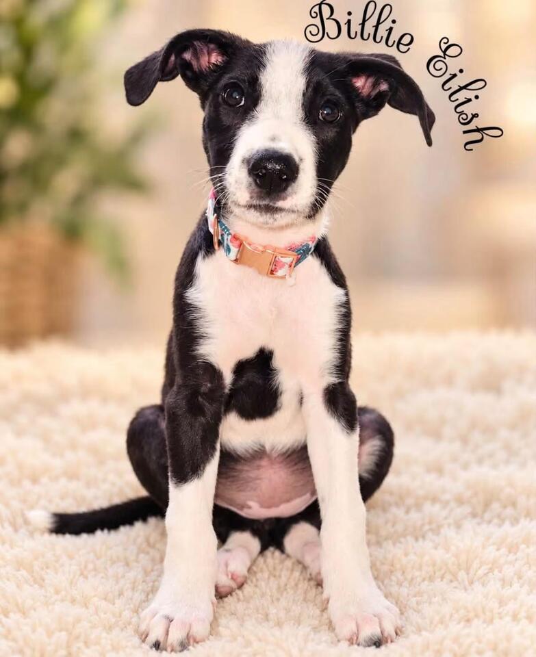 🐶 Playful pups in Springfield VA ready to join your family - NewsBreak