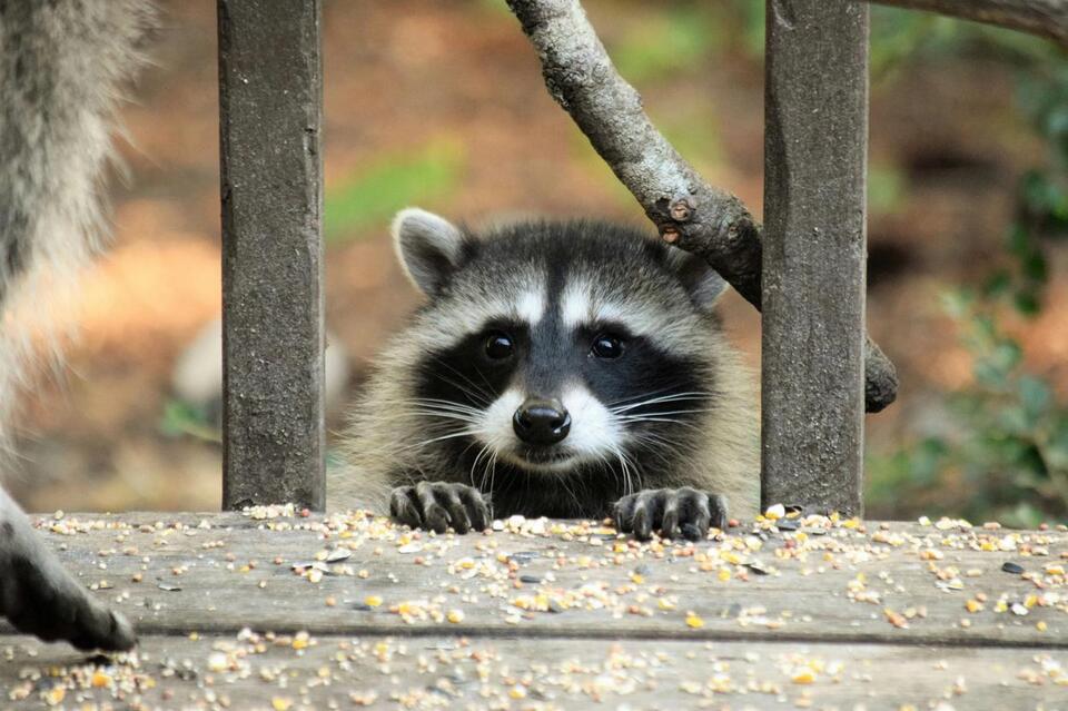 Cute Raccoons Are Taking Over Washington... As Pets? - NewsBreak