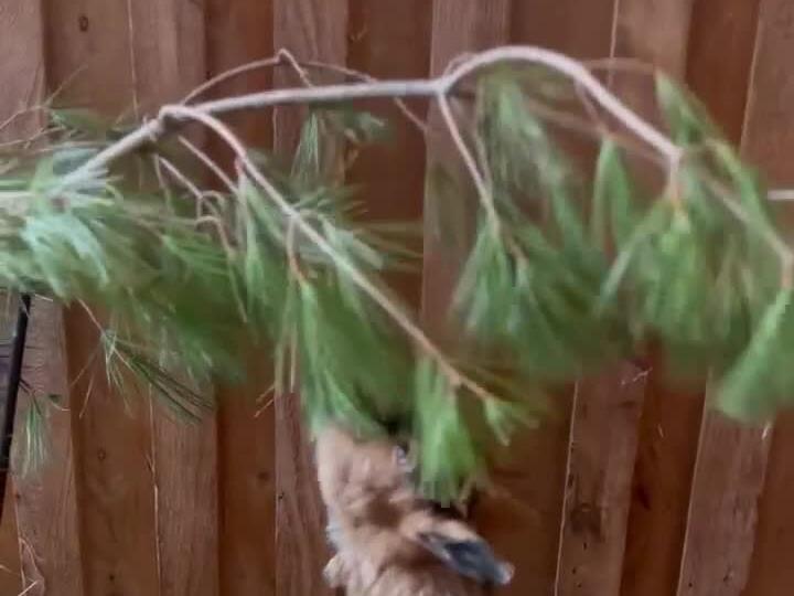 CUTE baby goats ringing in the New Year knee deep in snacks