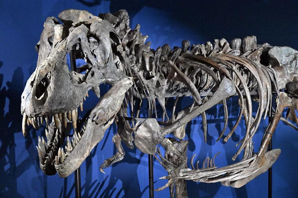 First series of adult T-rex footprints reveals its walking speed ...