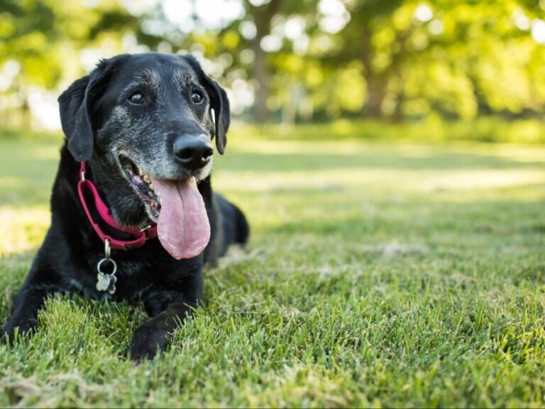 Florida Service Dog Stolen From Hotel Reunites With Owner