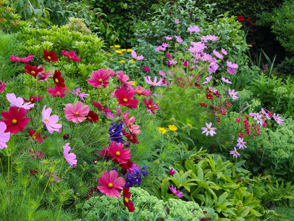 6 FastGrowing Flower Seeds to Plant now to Enjoy a Backyard in Full