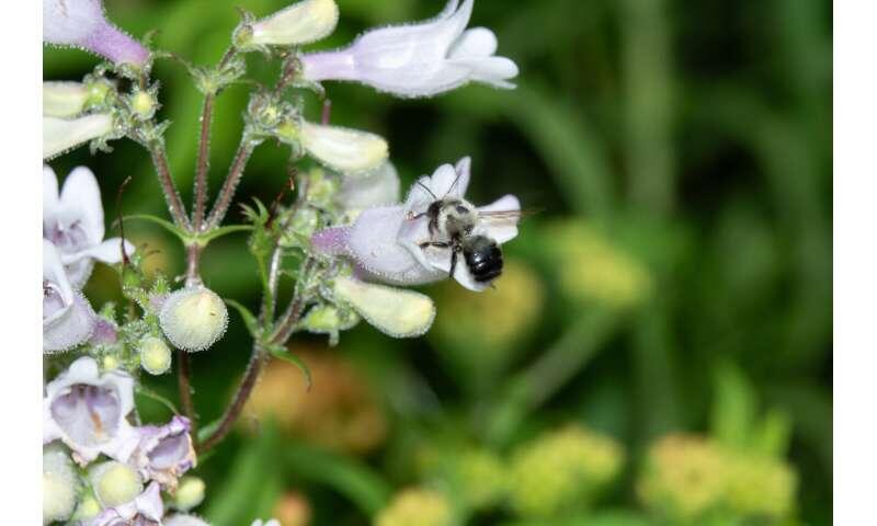 Pollinator-friendly gardens don't have to sacrifice style