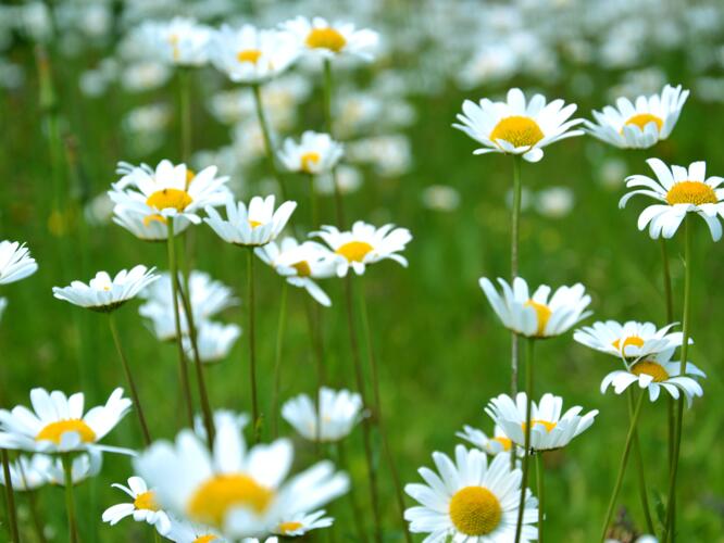 Sun forecast for Royston — 3 ways to hit it headon