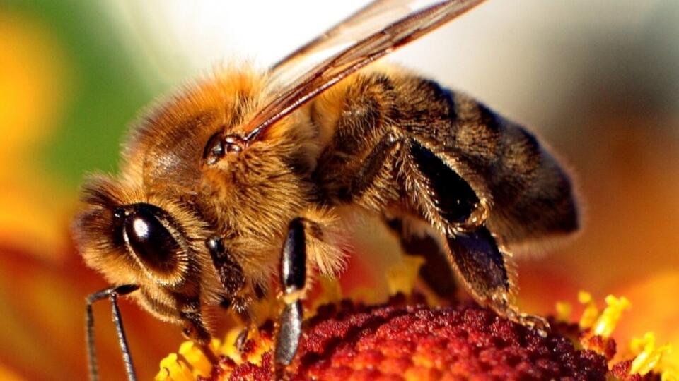 High-speed video reveals how honey bee stingers pump venom - NewsBreak