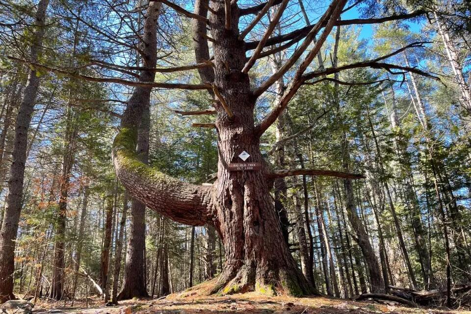 This Orono forest has a pine tree so enormous it has its own name ...