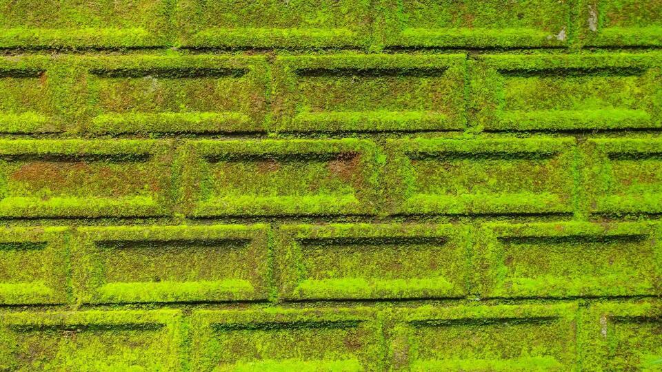 Moss-coated concrete could turn grey buildings green, cool cities, and ...