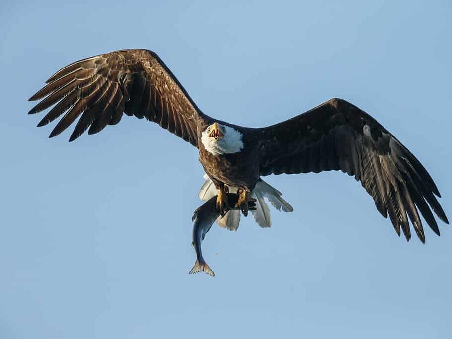 The 5 Best Places and Times to See Bald Eagles in Oregon The Ashland