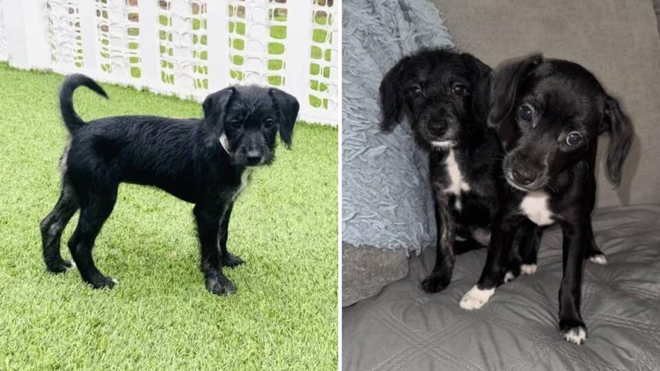 A small 8lb miniature poodle-terrier mix puppy, Ella, seeks a patient and loving family