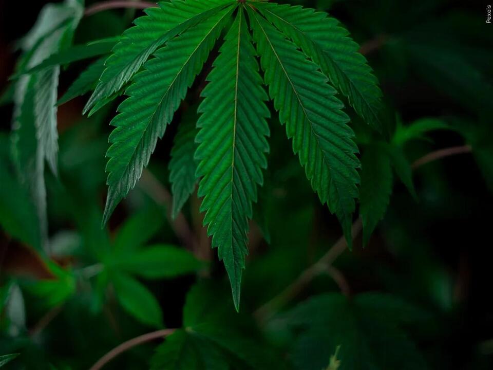 City of Desert Hot Springs votes to lower cannabis cultivation tax