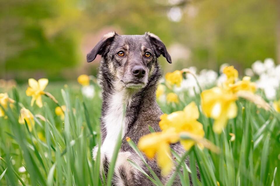 23 Popular Dog Breeds Illinois Vets Secretly Wish You’d Stop Choosing