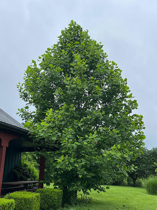 Kentucky by Heart: The tulip poplar, Kentucky’s state tree, traveled ...