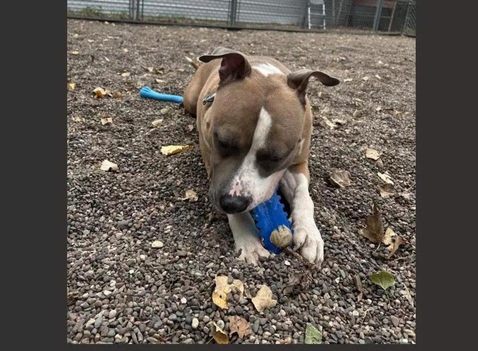 TCHS Says That Nico the Love Bug Needs a Forever Home - NewsBreak