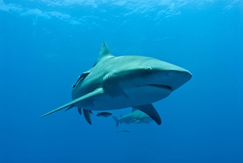 Female bull sharks may reunite with the same partners year after year ...