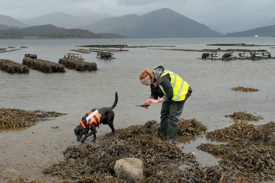 Hero dog wins top award for sniffing out invasive 'sea vomit' - NewsBreak