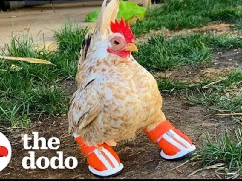 Nubz—a Tiny, Toeless Chicken—is Slaying the With His Adorable