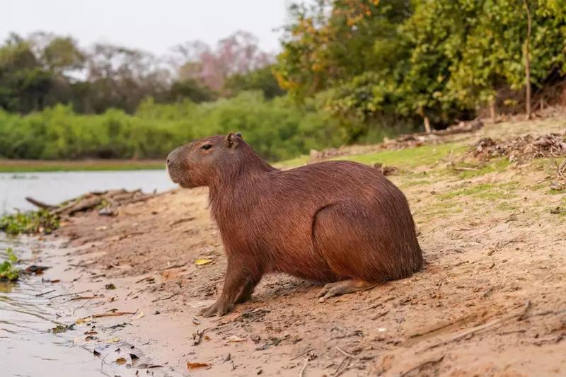 A Fossil Capybara Tooth Suggests the Atacama Desert Was Once Surprisingly Wet