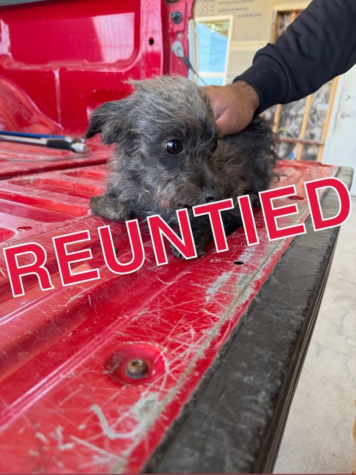 Lost Pet Reunited with Clarke Family - NewsBreak