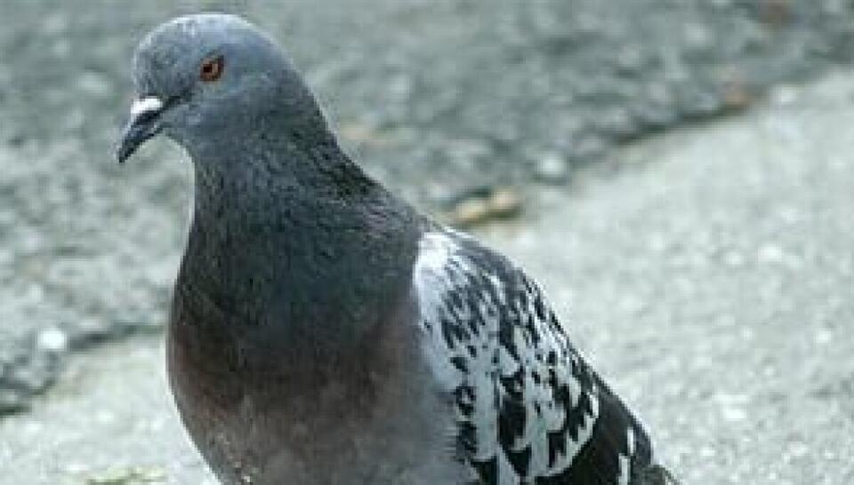 Pigeon-powered internet packet goes under the hammer at Christie's ...