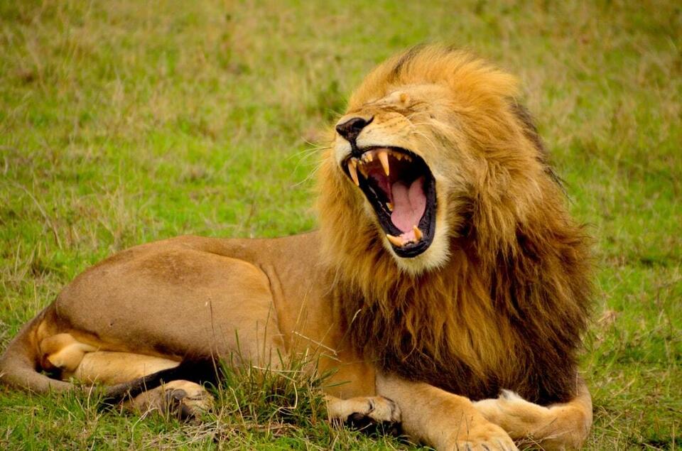 12 Wild Species That Use Teamwork - NewsBreak