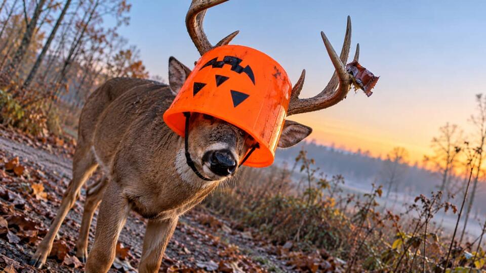 Illinois Halloween Alert Oct. 25-31: IDNR Warns of Wildlife Danger ...