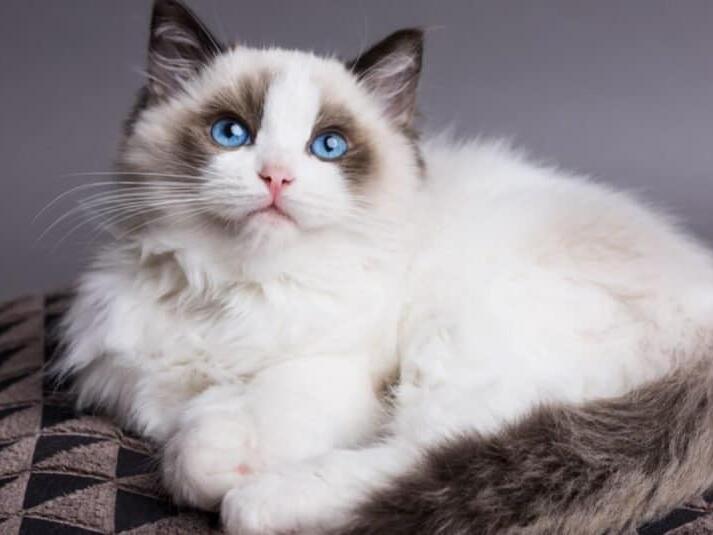 Types of Ragdoll Cats