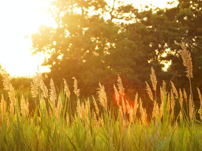 Pendleton Weather Forecast