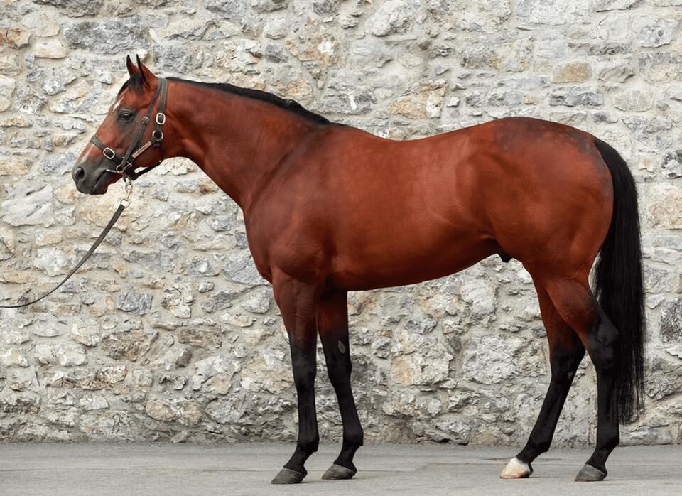 Middle Park Hero Wise Approach's Full-Sister Slightly Set for Dundalk ...