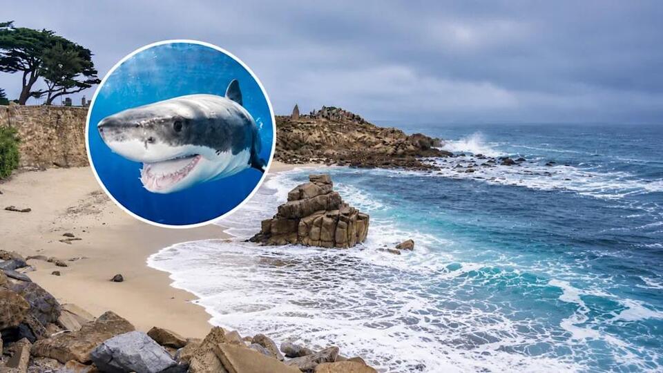 New Shark Warning Grips California Beach Where Swimmer Was Killed ...