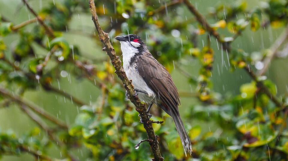 What Happens to Birds During Severe Storms? An Expert Explains