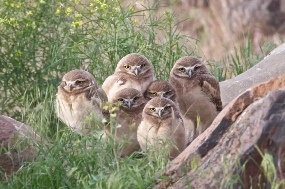 ‘Endangered' listing proposed for WA burrowing owls. Most nest by Tri ...