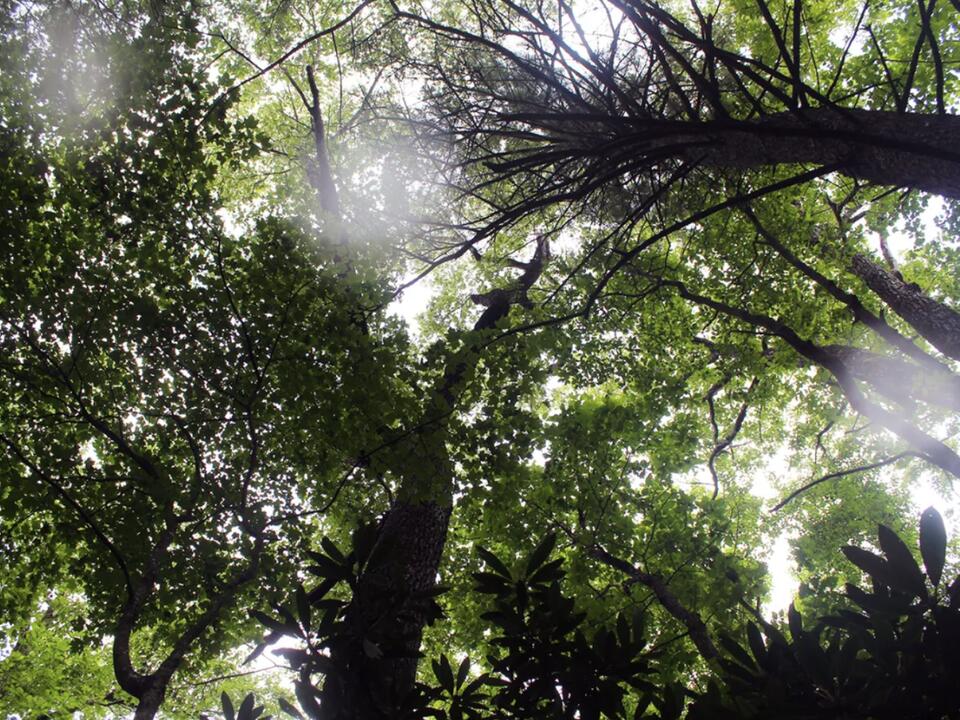 From CPP Lawsuit challenges timber harvest, questions federal policy