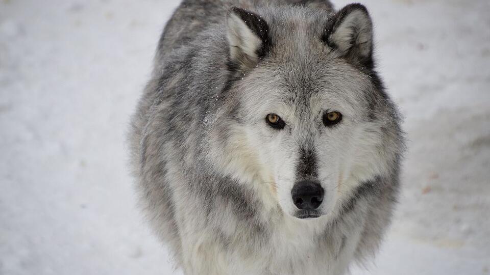 Disease Outbreak Drops Wyoming Wolf Numbers to 20-Year Low - NewsBreak
