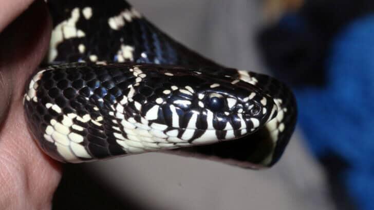 How King Snakes Hunt and Devour Venomous and Non-Venomous Snakes Alike ...