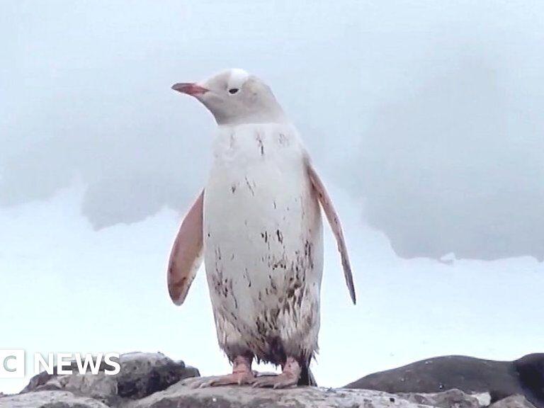 Rare white penguin filmed in Antarctica