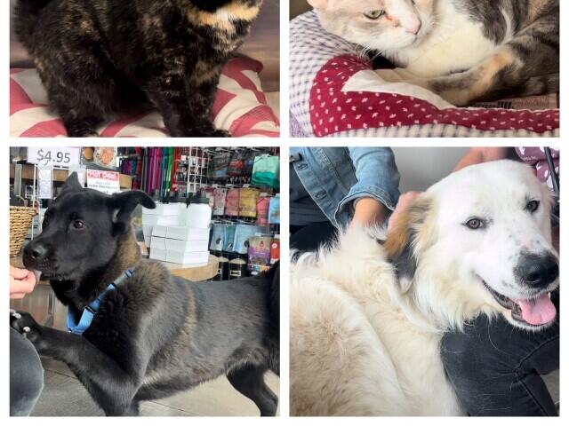 Jersey's Journeys: Humane Society pets up for adoption - NewsBreak