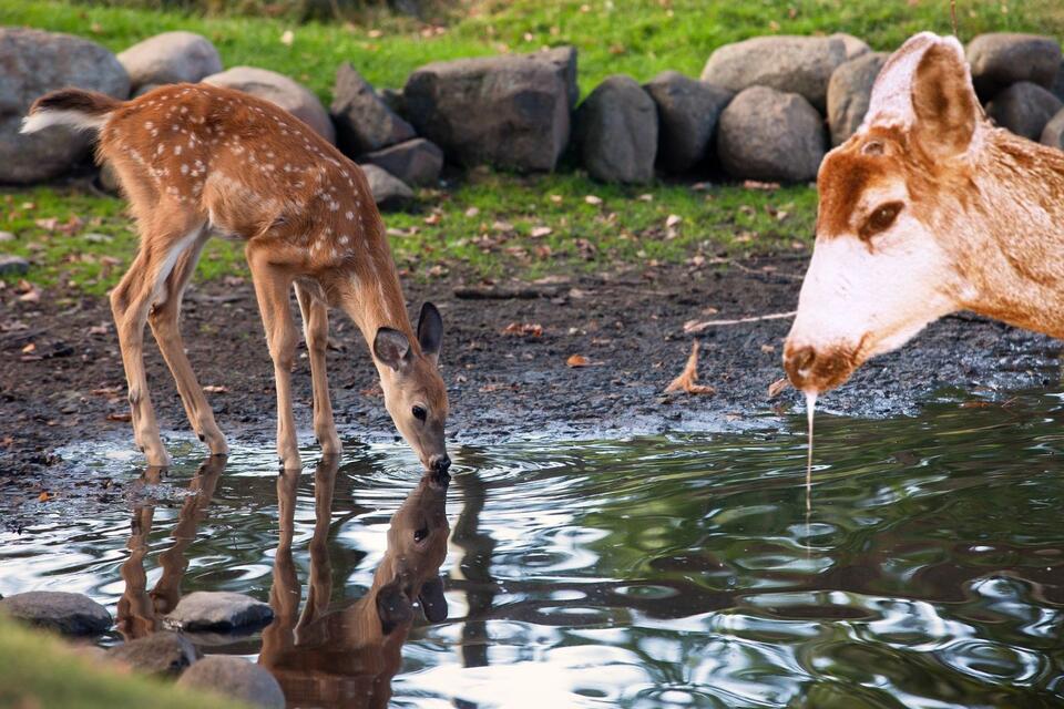 Four Michigan Counties Now Have Deer Virus Cases - NewsBreak