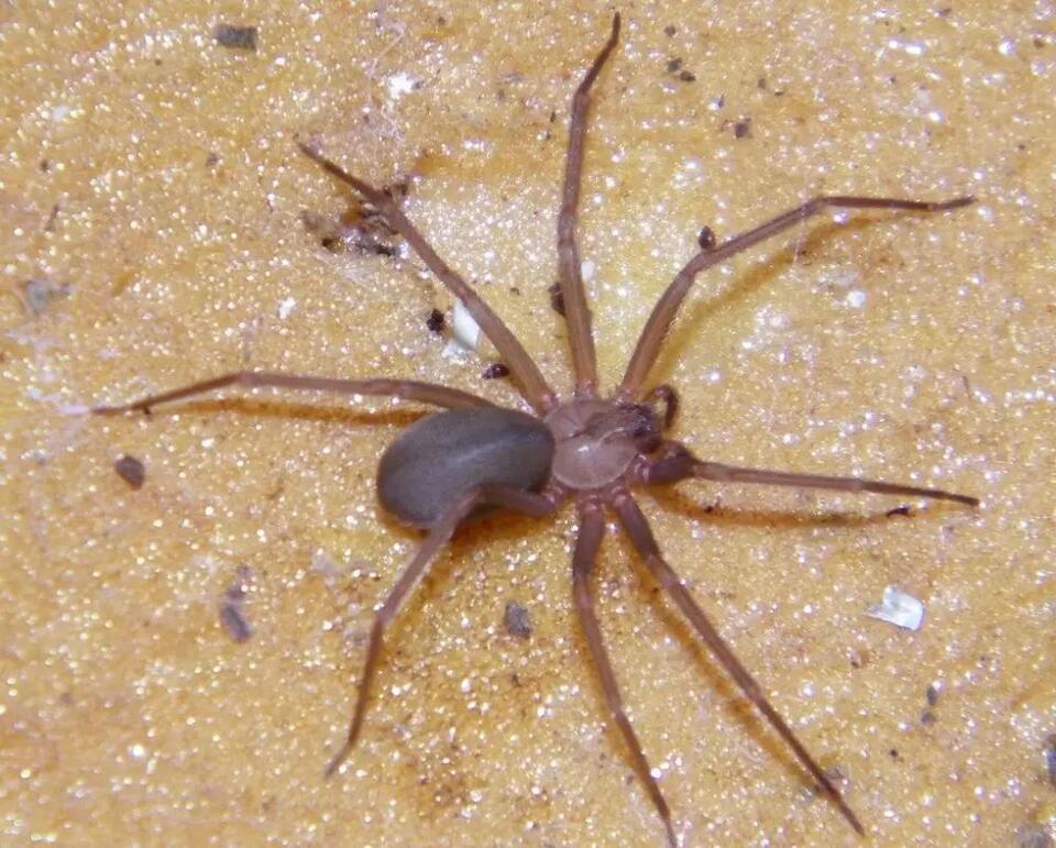 22 Dangerous Bugs in Indiana (With Pictures and Identification) - NewsBreak