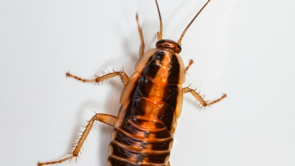 Atlanta restaurant hit with roaches, uncovered food in failed health inspection