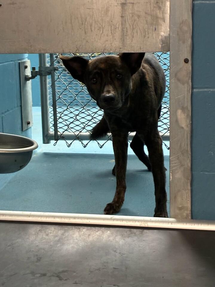 Nassau Animal Shelter Reclaim and Adoption Info - NewsBreak